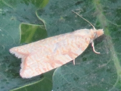 Aleimma loeflingiana