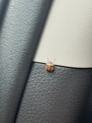 Cosmopepla intergressa