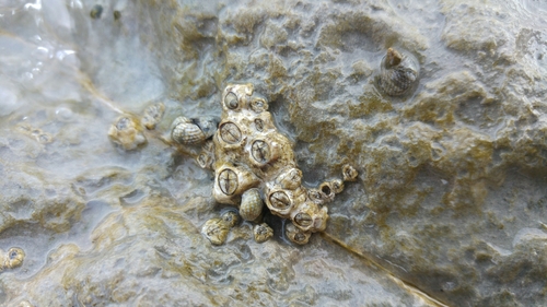 Chthamalus stellatus