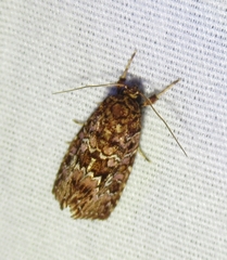 Callopistria granitosa