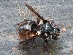 Megachile sedula