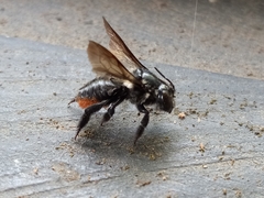 Megachile sedula
