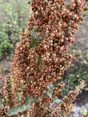Rumex crispus