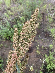 Rumex crispus