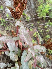 Rumex crispus