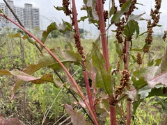 Rumex crispus