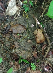 Erythrolamprus melanotus