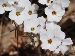 Linanthus concinnus