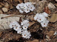 Linanthus concinnus