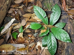 Adenia cordifolia