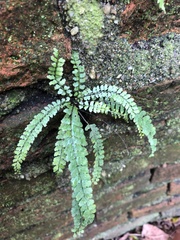Asplenium ulbrichtii