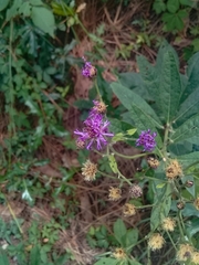 Vernonia greggii