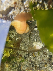 Nucella canaliculata