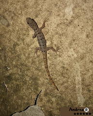 Gonatodes albogularis fuscus