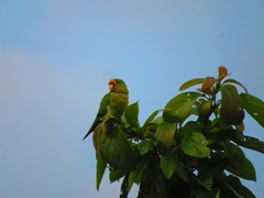 Eupsittula canicularis
