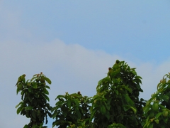 Eupsittula canicularis