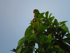 Eupsittula canicularis