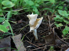 Helvella