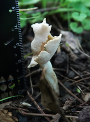 Helvella