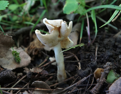 Helvella