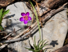 Phemeranthus calcaricus