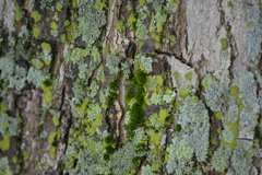 Orthotrichum pusillum