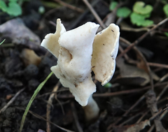 Helvella