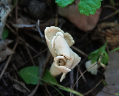 Helvella