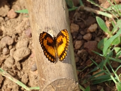 Byblia anvatara crameri