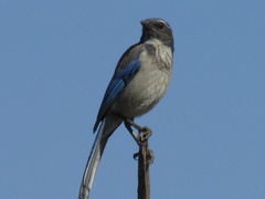 Aphelocoma californica