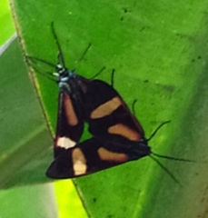 Cyanopepla submacula