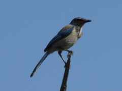 Aphelocoma californica