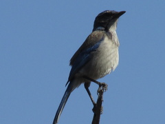 Aphelocoma californica