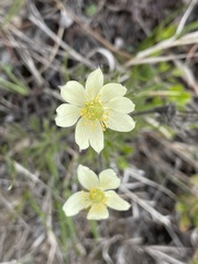 Anemone parviflora