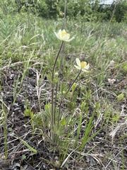 Anemone parviflora