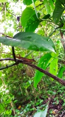 Anolis gaigei