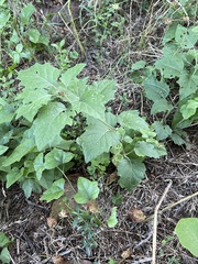 Physalis mollis