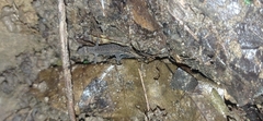 Lepidoblepharis sanctaemartae