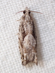 Gretchena delicatana