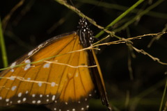Danaus eresimus plexaure