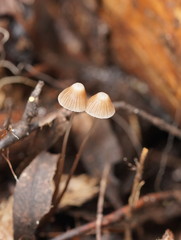Mycena albidofusca