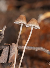 Mycena albidofusca