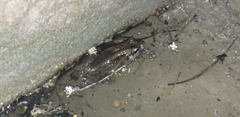 Leptodactylus insularum