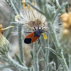 Melanopleurus belfragei