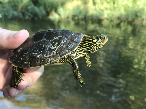 Northern Map Turtle