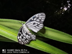 Cyclosia pieridoides