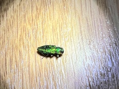 Chrysobothris viridicyanea