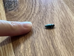 Chrysobothris viridicyanea