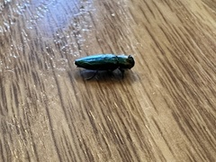 Chrysobothris viridicyanea