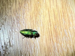 Chrysobothris viridicyanea